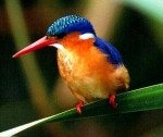 Posando a foto - Kingfisher (2 years)