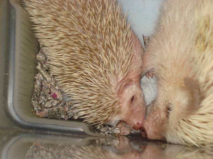 Hedgehog Pictures Kiwi Et Son Bebe
